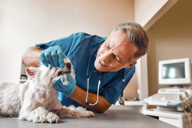 Best Same-Day Emergency Dental Services in Alexandria, LA